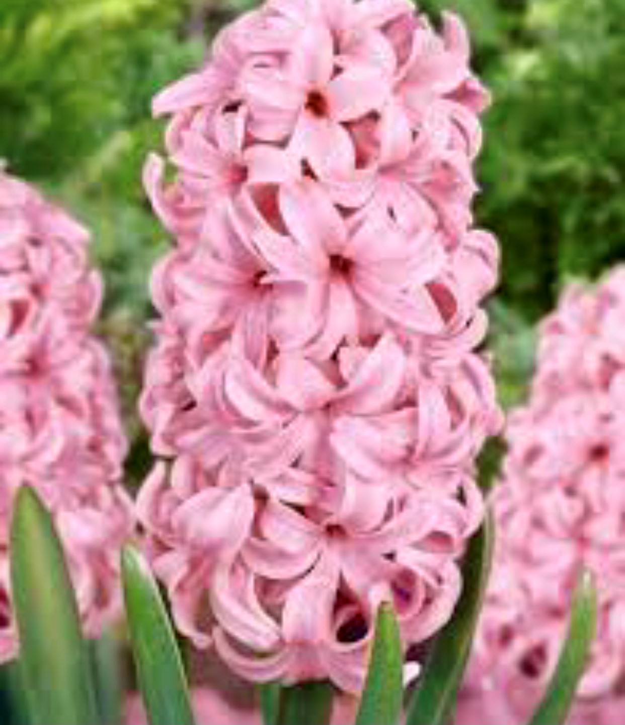 Hyacinths in glass buy online or call 01892 783407